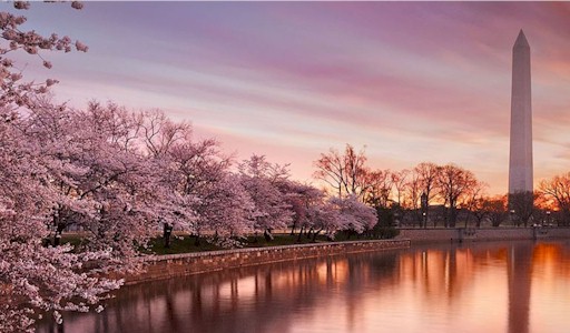 Cherry Blossoms near Herndon, VA